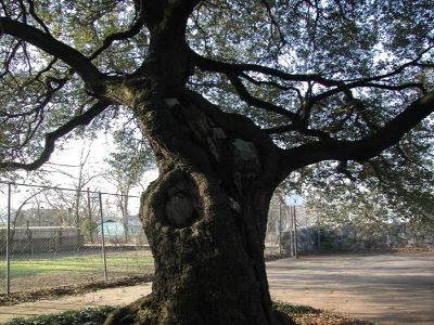 Ross Oak_Famous Tree of Texas